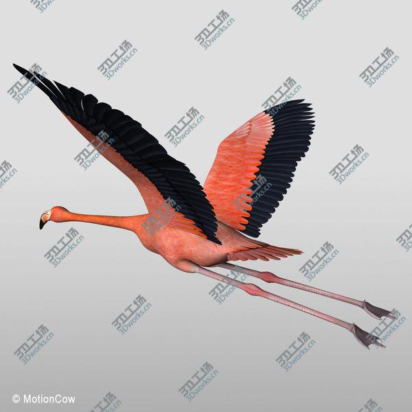 images/goods_img/20210312/Flamingo  Flying/3.jpg